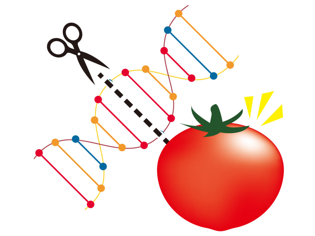 子どもたちにゲノム編集トマトを栽培させないで 東京 生活者ネットワーク